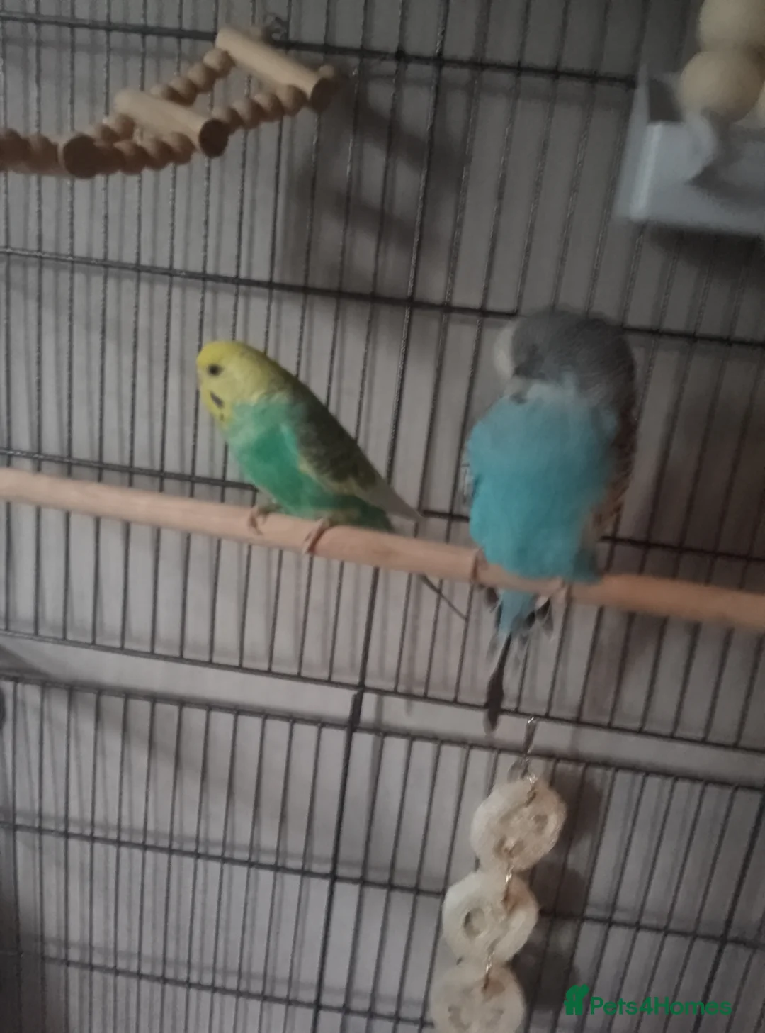 Budgerigars birds for sale: Three Budgies.Need new home,comes with flight cage - Advert 7
