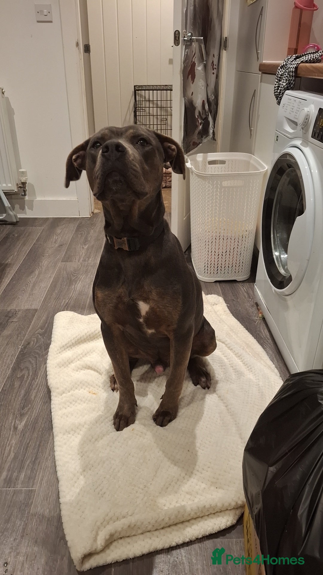 Cane Corso dogs Duke - 11 month old Cane Corso - Advert 11