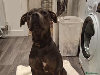 Cane Corso dogs Duke - 11 month old Cane Corso - Advert 8