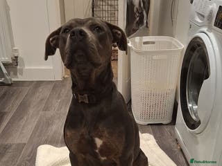 Cane Corso dogs Duke - 11 month old Cane Corso - Advert 1
