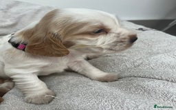 Cocker Spaniel dogs for sale: Beautiful Orange Roan/ Sable Puppies  - Image 6