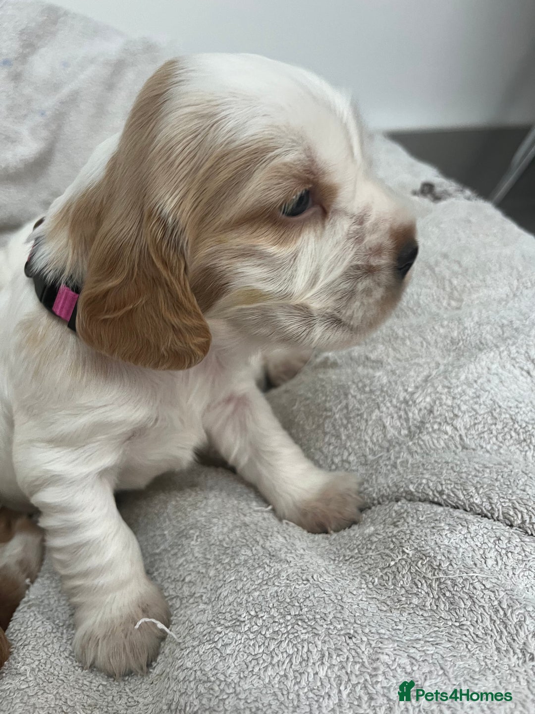 Cocker Spaniel dogs for sale: Beautiful Orange Roan/ Sable Puppies  - Image 6