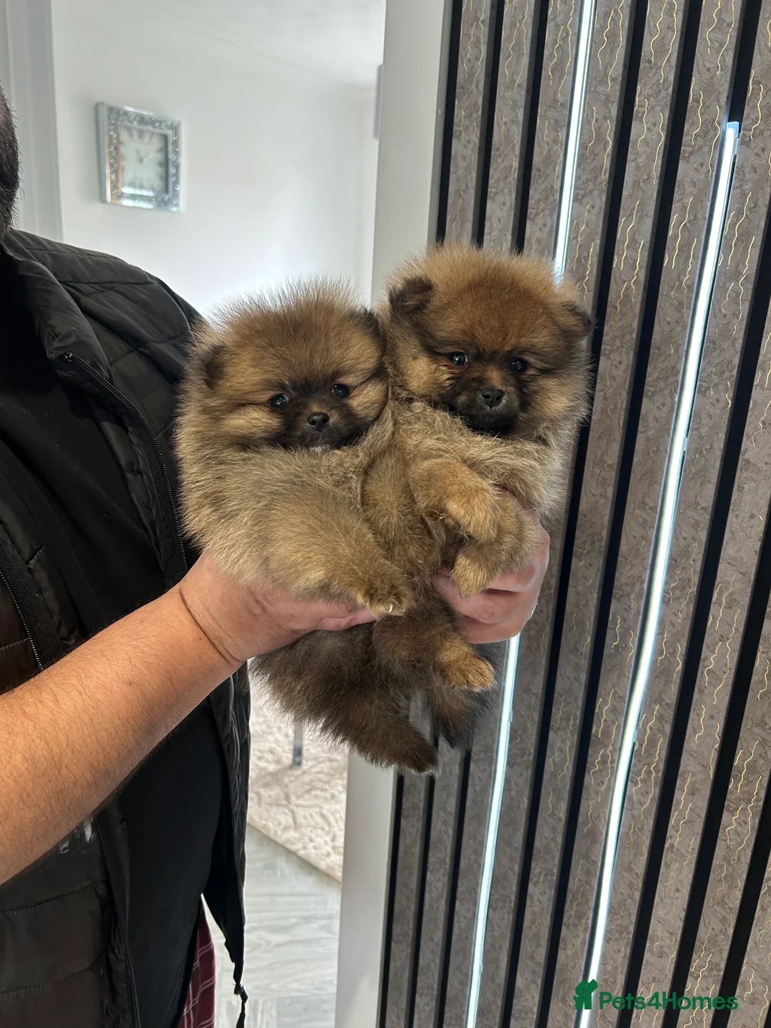 Pomeranian dogs for sale: 3 XXS FULL POMERANIAN RUSSIAN BREED PUPS  - Advert 4
