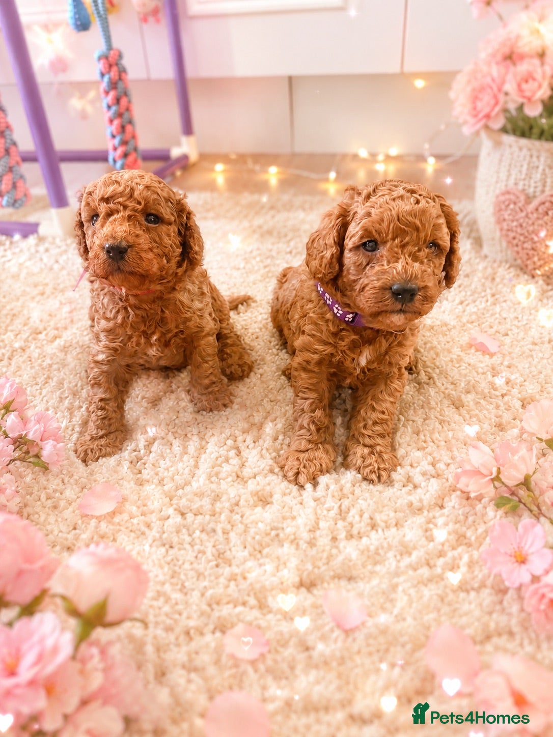 Cavapoo dogs F1BB Toy Cavapoo Female Puppies – 2 Left 🐶 - Advert 8