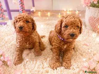 Cavapoo dogs F1BB Toy Cavapoo Female Puppies – 2 Left 🐶 - Advert 5