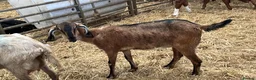 Goats livestock for sale: Selection of goats for sale  - Advert 5