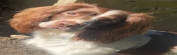 English Springer Spaniel dogs for sale: English Springer Spaniel pups for sale! - Advert 3