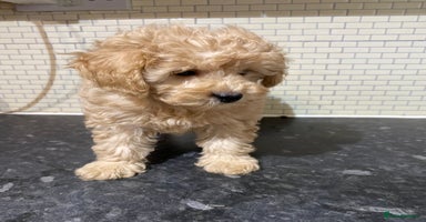 Toy Poodle dogs - Advert 2