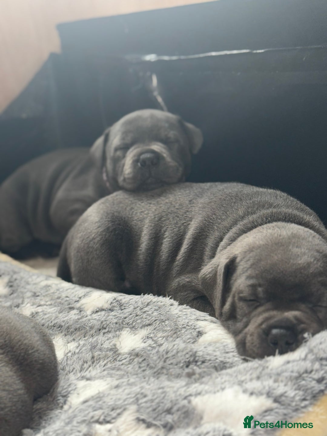 Staffordshire Bull Terrier dogs for sale: Staffordshire Bull Terrier Puppy purple  - Beautiful KC reg Blue Staffordshire bullterriers  - Image 20