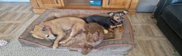 Patterdale Terrier dogs for sale: Miss Pippin 🎀 in Carmarthen - Advert 3