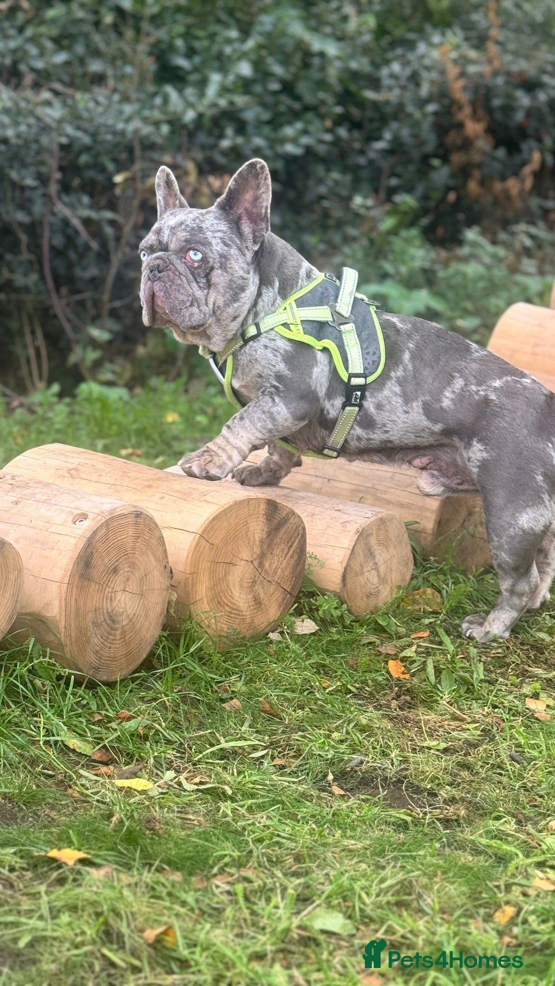 French Bulldog dogs for sale: 🩵 Cuddly Frenchie for Forever Home 🩵 - Image 4