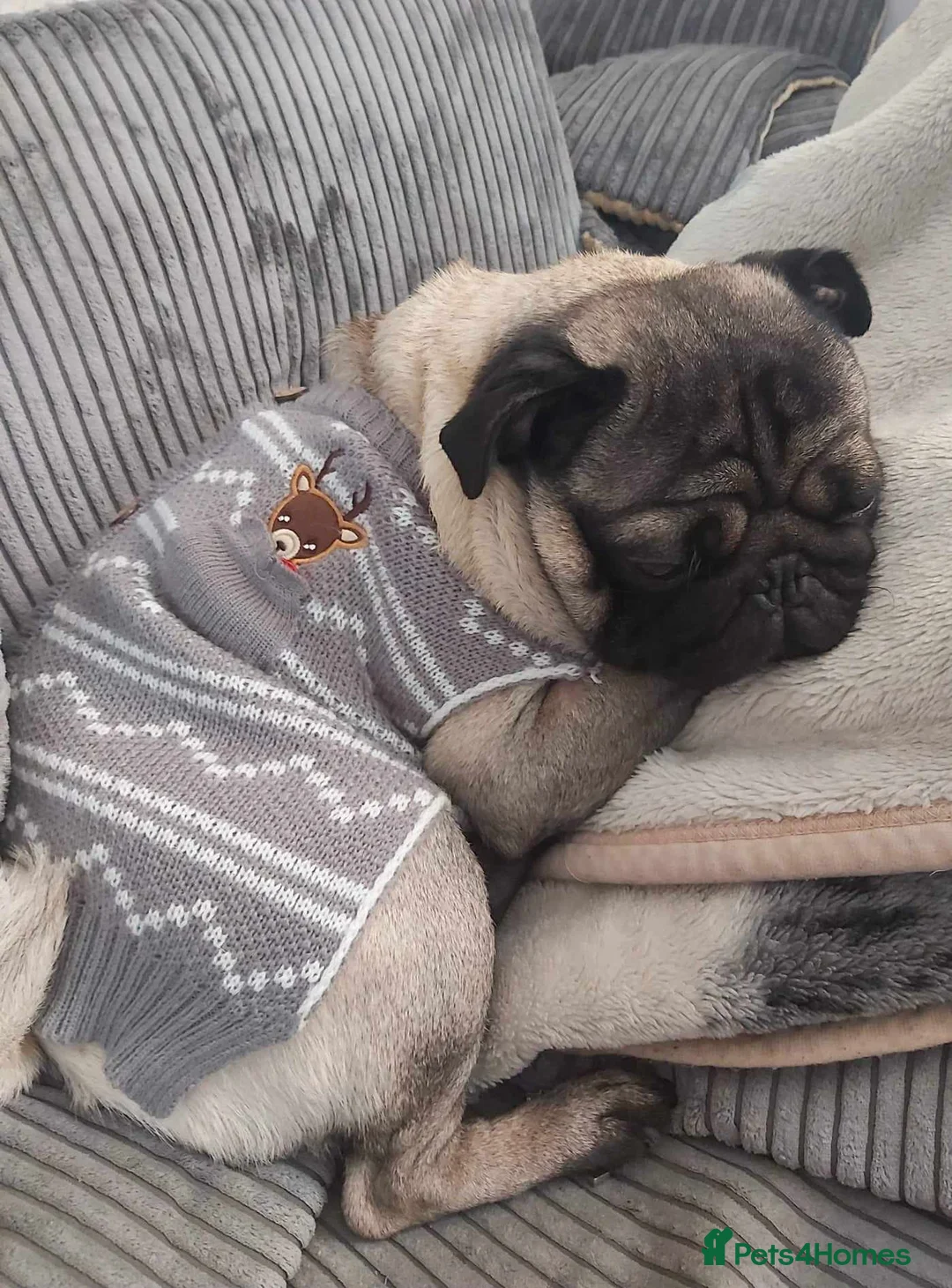 Pug dogs for stud: pug for stud in Preston - Advert 5