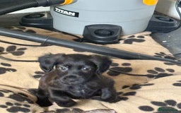 Cocker Spaniel dogs for sale: cockerspaniels  - Image 10