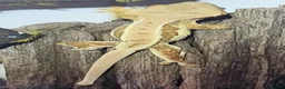 Gecko reptiles for sale: CB26 Crested Gecko  in Bedlington - Advert 2