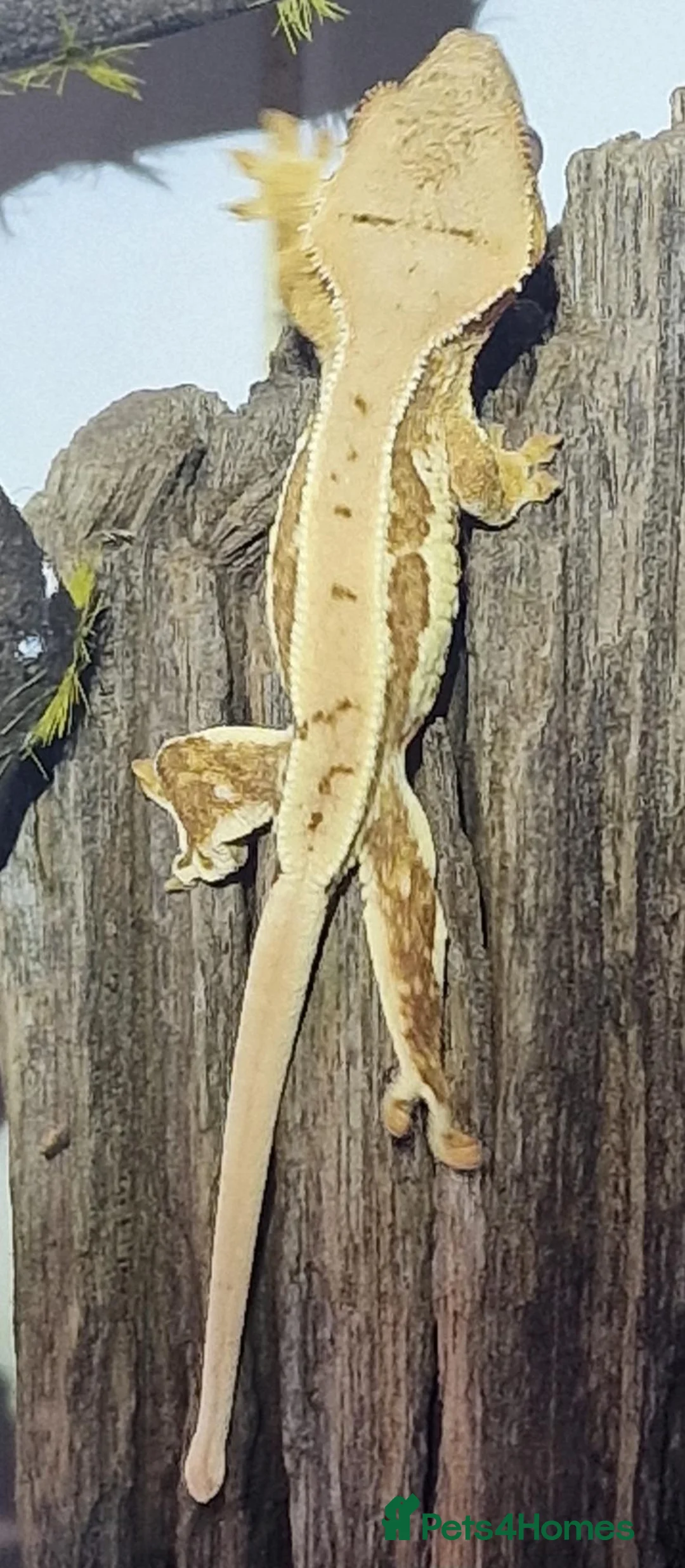 Gecko reptiles for sale: CB26 Crested Gecko  in Bedlington - Advert 2