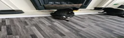 Mixed Breed cats for sale: 4 kittens black and black / white - Advert 2
