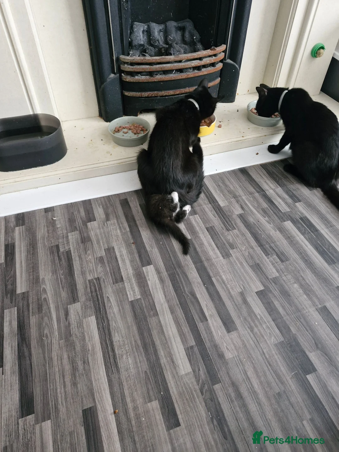 Mixed Breed cats for sale: 4 kittens black and black / white - Advert 2