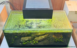 Angelfish fish for sale: Fish with tank  - Image 8