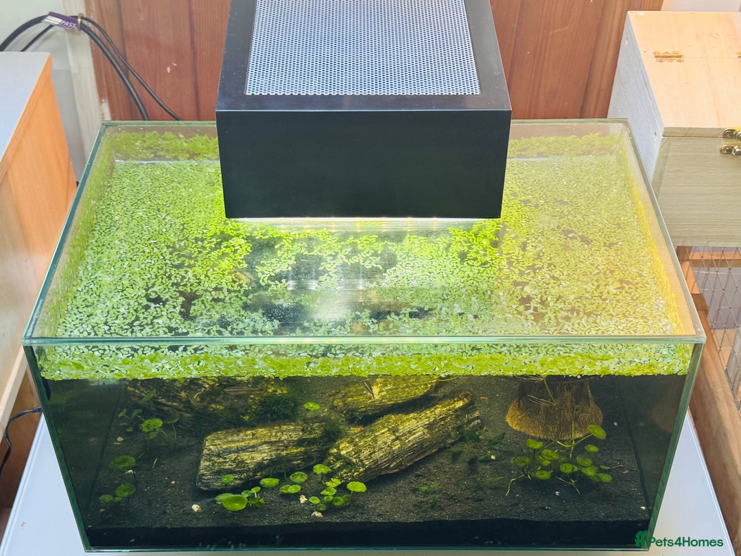 Angelfish fish for sale: Fish with tank  - Image 8