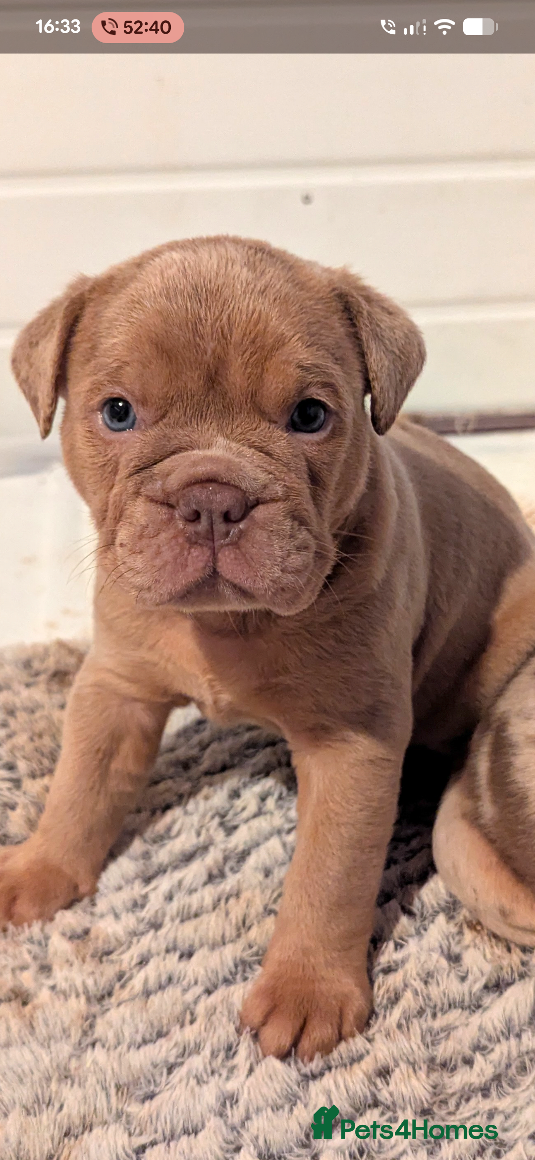 Old Tyme Bulldog dogs for sale: STUNNING OLD TYME ENGLISH BULLDOG PUPPIES  - Advert 5