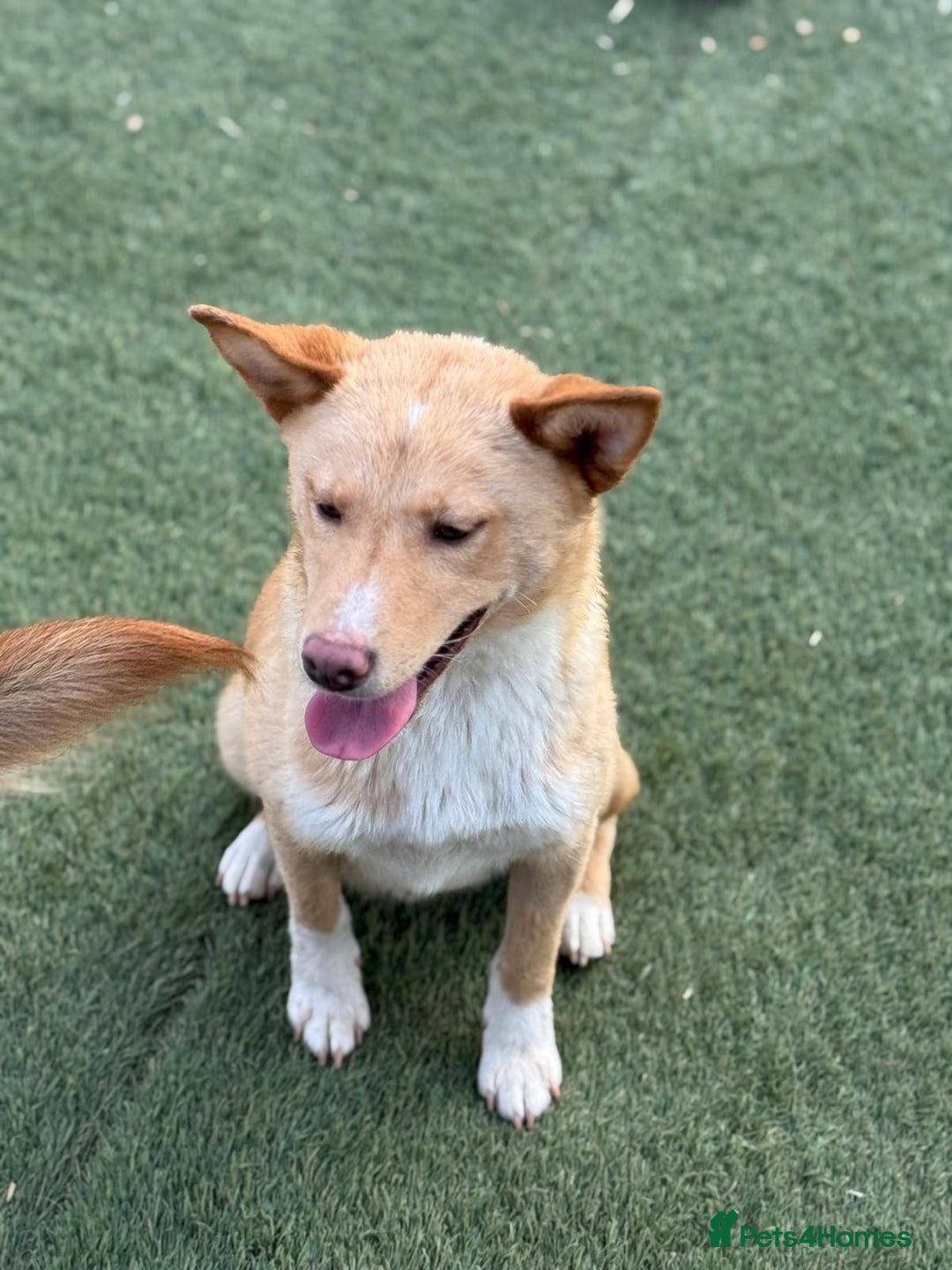 Mixed Breed dogs for adoption: Gorgeous Bill ready for his home - Advert 5