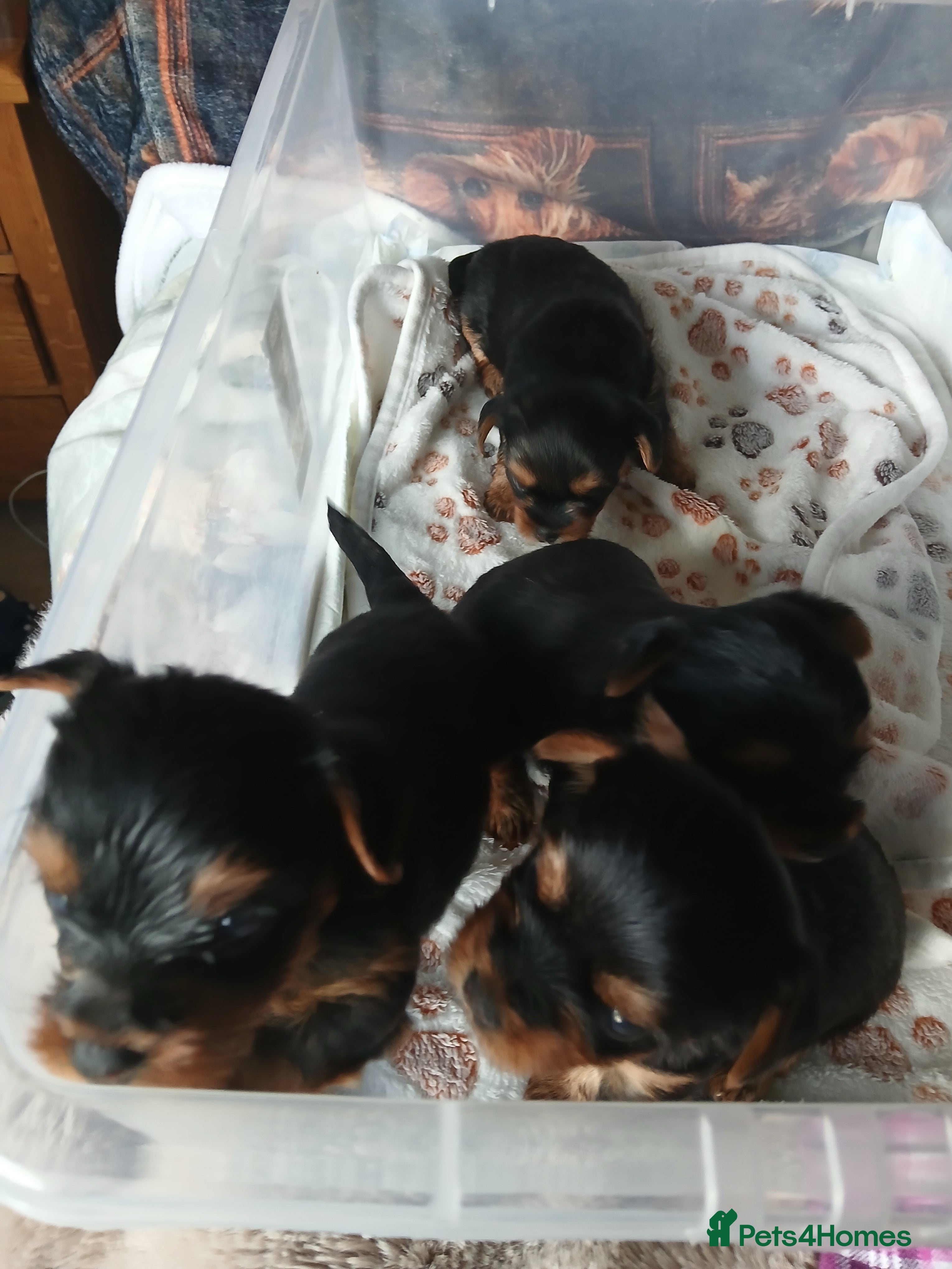 Yorkshire Terrier dogs Adorable Female Yorkshire Terrier Pups - Advert 7
