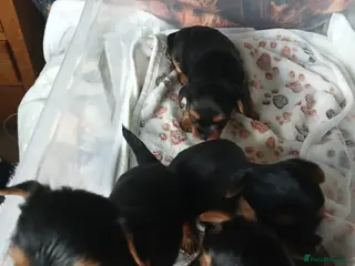 Yorkshire Terrier dogs Adorable Female Yorkshire Terrier Pups - Advert 7