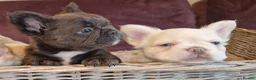 French Bulldog dogs for stud: Licensed breeder! Fluffy frenchie litter due July  - Advert 22
