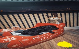 Labradoodle dogs for sale: Adorable Minuature labradoodle puppies - Image 5