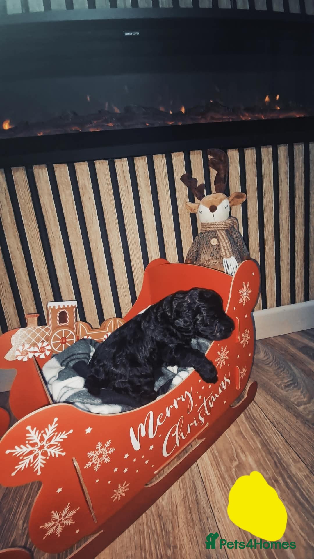 Labradoodle dogs for sale: Adorable Minuature labradoodle puppies - Image 5