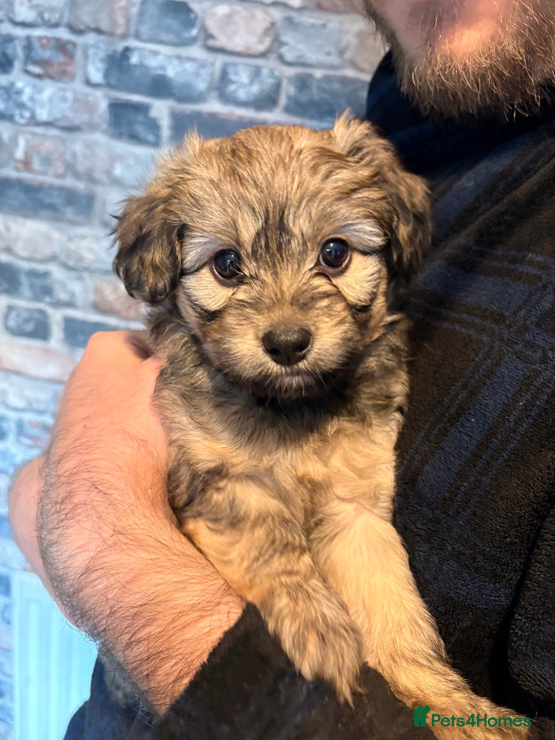 Mixed Breed dogs for sale: Cockapoo cross Pomeranian puppies for sale - Advert 11