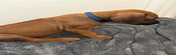 Rhodesian Ridgeback dogs for sale: Rhodesian Ridgeback puppies in Walsall - Advert 11