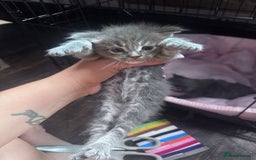 Maine Coon cats for sale: READY NOW Maine coon kittens  - Image 8