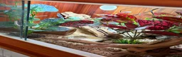 Leopard Gecko reptiles for sale: Leopard Gecko + Full Setup in Ipswich - Advert 7