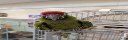 Macaws birds for sale: Hand reared military macaw super tame in Chorley - Advert 6