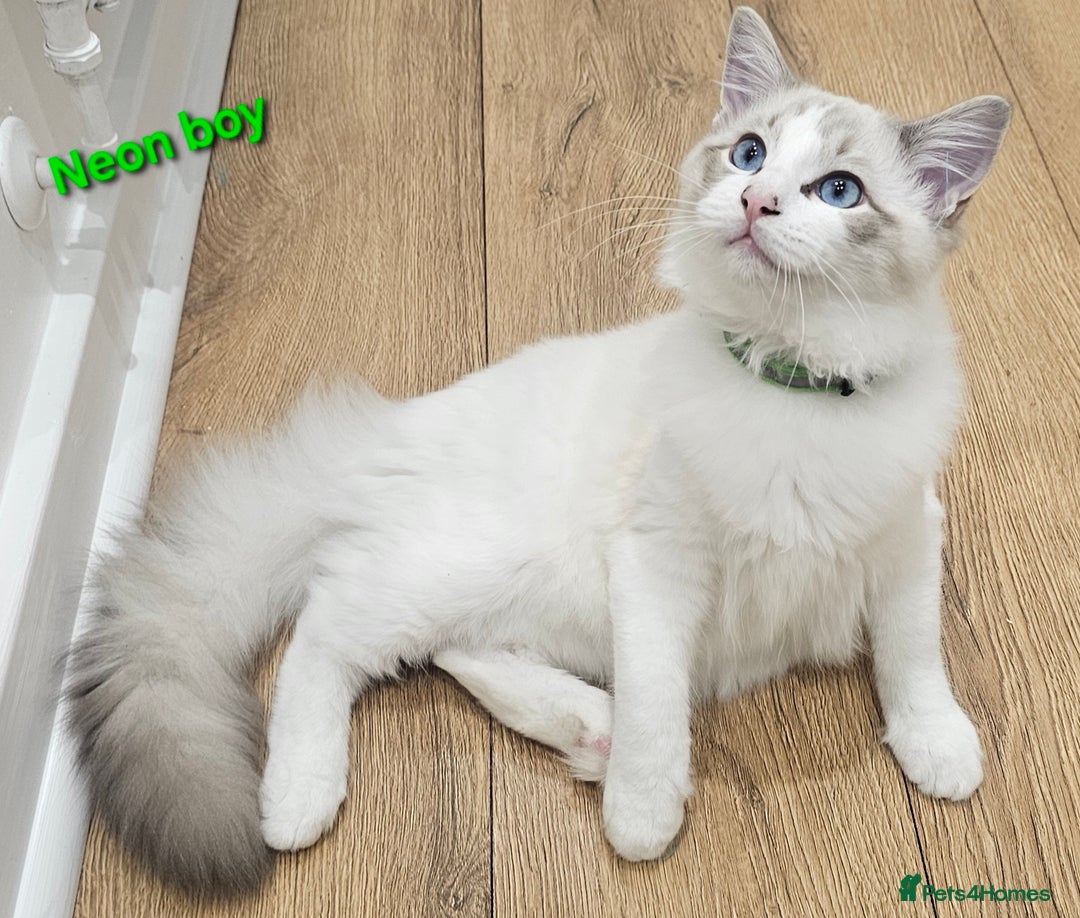 Ragdoll cats for sale: Pedegree Active Gccf 2 boys left  - Advert 19