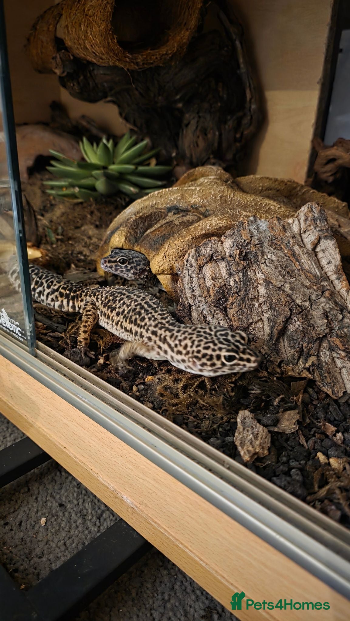 Leopard Gecko reptiles 2 female leopard geckos - Advert 1