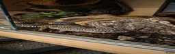 Leopard Gecko reptiles for sale: 2 female leopard geckos in Edinburgh - Advert 1