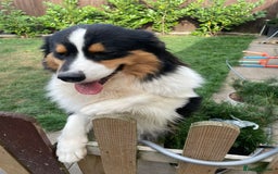 Australian Shepherd dogs for sale: Exceptional Australian Shepherd Puppies - Image 3