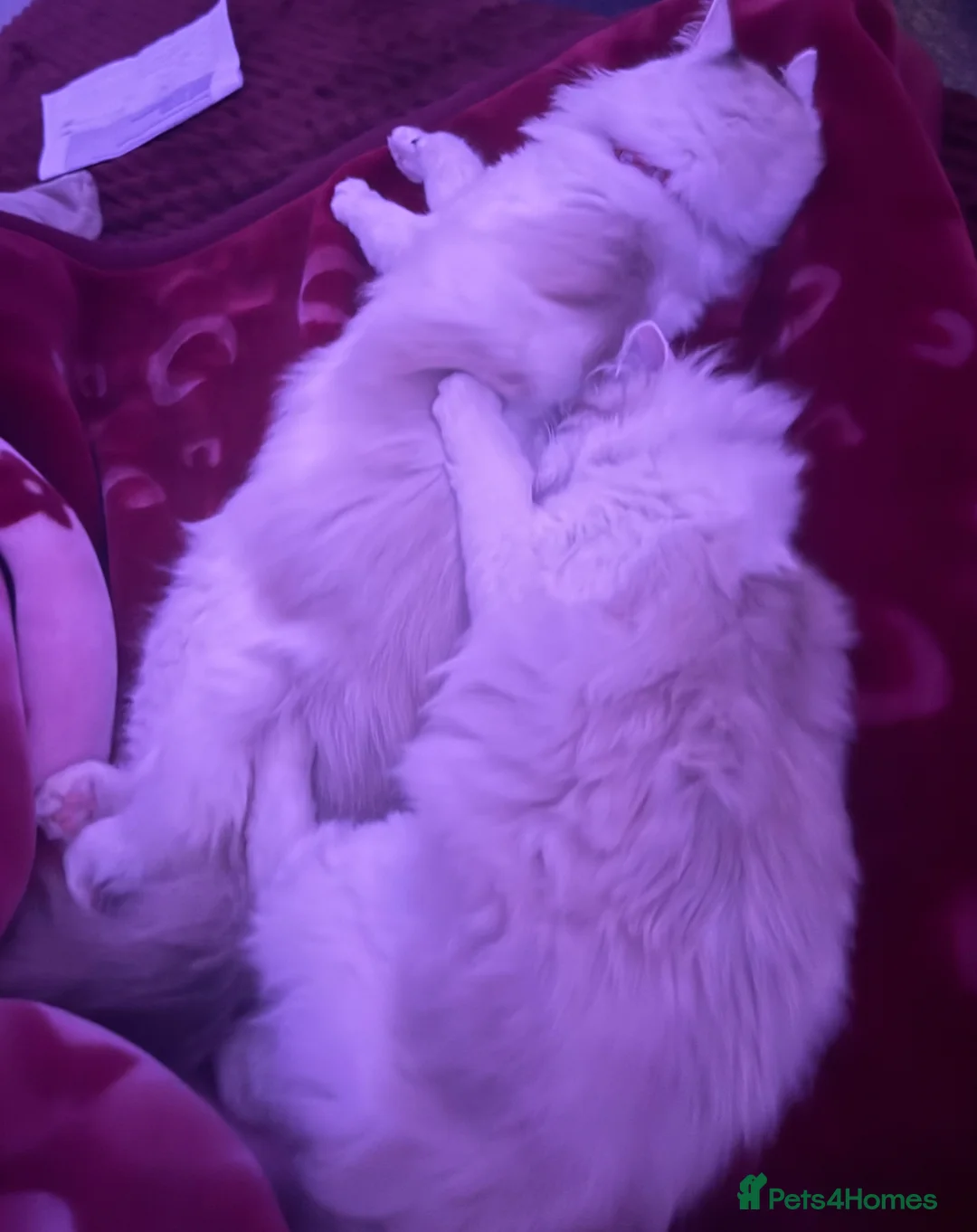 Ragdoll cats for sale: Ragdoll Kittens Ready Now – Birmingham in Birmingham - Advert 34