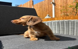 Miniature Dachshund dogs for sale: Dachshund puppies - Image 21