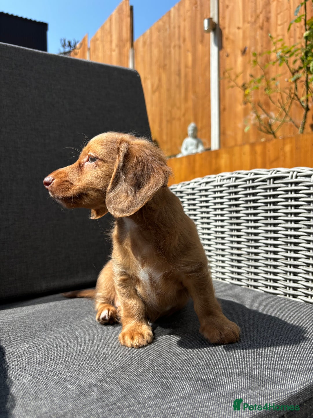 Miniature Dachshund dogs for sale: Dachshund puppies - Image 21