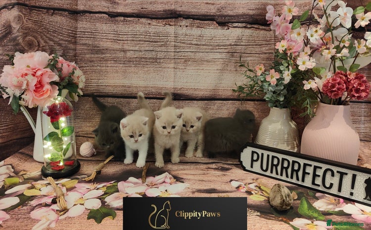 British Shorthair cats - Advert 10