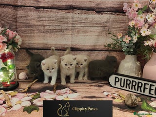 British Shorthair cats - Advert 6