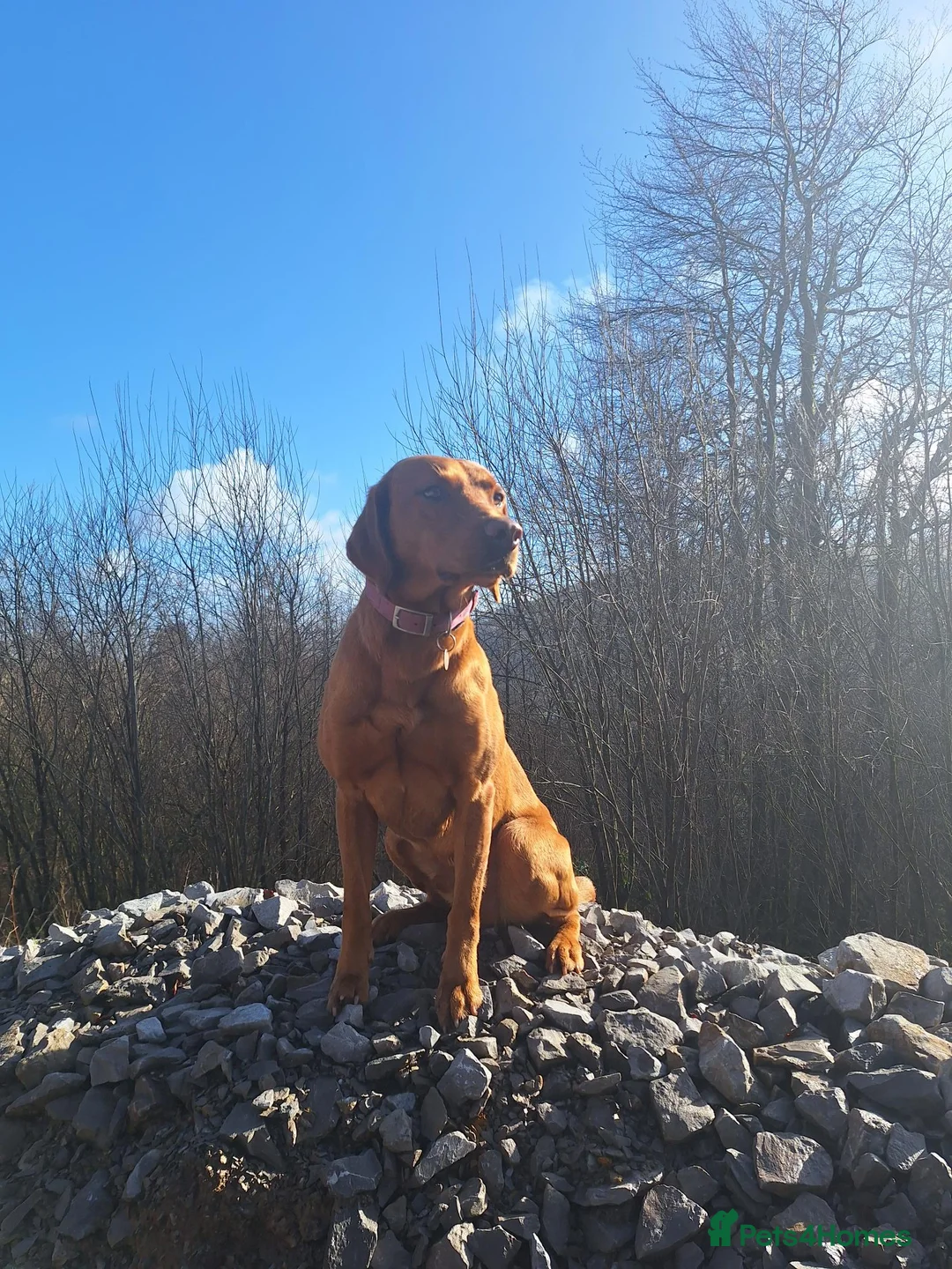 Labrador Retriever dogs for stud: KC Working, Fully Health Tested, Fox Red Lab Stud in Daventry - Advert 3