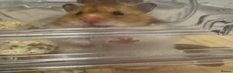 Hamster rodents for sale: Long haired syrian for sale - Advert 3