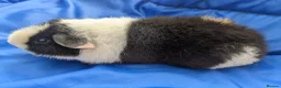 Guinea Pig rodents for sale: Teddy guinea pigs boys from 5 months old - Advert 14