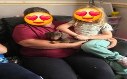 Miniature Dachshund dogs for sale: Minature Dachshund Puppy - Image 21