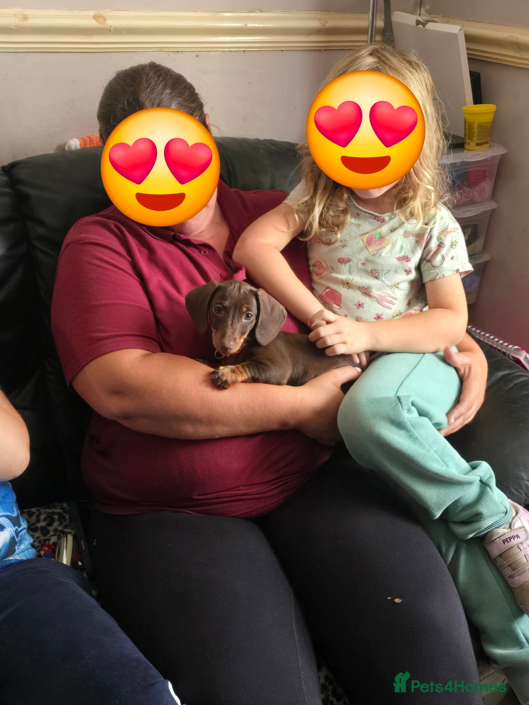 Miniature Dachshund dogs for sale: Minature Dachshund Puppy - Image 21