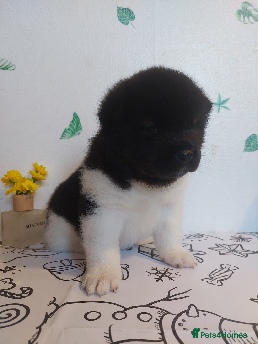 Akita dogs for sale: Kc registered beautiful akita pups  - Advert 19